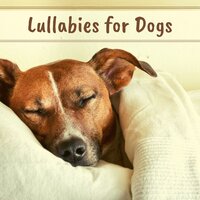 Dog Relaxation Music - Lullabies for Babies Orchestra
