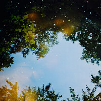 Discovery in the Woods - Eidetics
