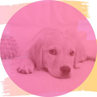 Hot Moods for Resting Dogs - Relaxing Dogs