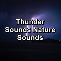 Forest Rain on a Tin Roof in the Evening - Nature Sound Series & Nature Sound Collection & Life Sounds Nature