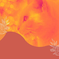 Excellent Ambiance for Friendly Cats - For Cats Only