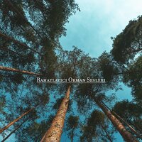 Sabah Meditasyonu - Doğanın Müziği