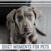 Sleepy Time - Pet Relax Academy