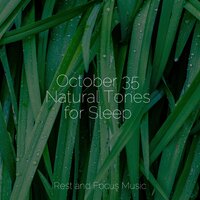 Lazy Sunset - Brain Study Music Guys & Academia de Música para Massagem e Relaxamento & Meditation
