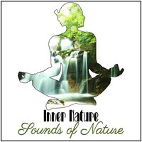 Starry Sky: Owl Sounds - Nature Collection