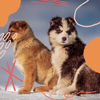 Quartet Jazz Soundtrack for Calm Hounds - Relax My Dog Music
