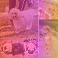 Hip Bebop Trumpet - Vibe for Worshiping Your Dog - Chill My Pooch