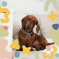 Mellow Music for Calming Pups - Dog Separation Anxiety Music