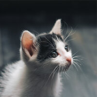 Dancing Flowers - Music for Relaxing Cats & Cats Music Zone & Cat Music