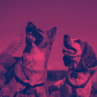 Vibrant Ambience for Sleepy Dogs - Piano Music for Dogs Ambience