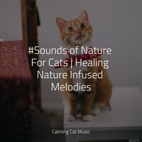 Pacific Dreams - Jazz Music for Cats & Cat Music Dreams & Music for Relaxing Cats