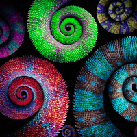 Golden Ratio - Carmen Daye & Simon Edwards
