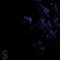 Investigation - Bode V