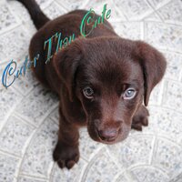 Introspection - Dog Music & Music for Dog's Ears & Sleeping Music For Dogs