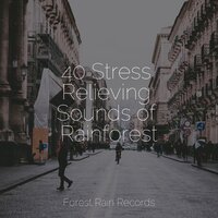 Birds in the Forest - Yoga Para Ninos & Nature Sounds Collection & Calming Rainforest Sounds