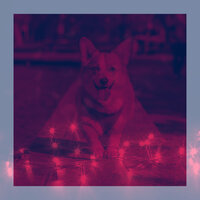Harp Music Soundtrack for Dog Training - Relaxing Dog Music Vintage