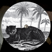 In Public - Tigerskin