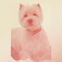Relaxed Music for Relaxing Your Dog - Dog Music Zone