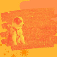 Soulful Ambience for Doggy Mental Health - Comfortable Doggy Music