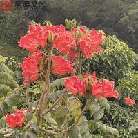 飞鱼 - 一只千纸鹤