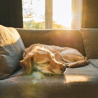 Ritmos De Compañía Tranquilos - Domingo por la tarde & Calma para criaturas pacíficas & Sueño sonoro para criaturas