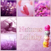 Rain Forest - Calm Lullabies Universe