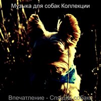 Впечатление (Милые собаки) - Музыка для собак Коллекции