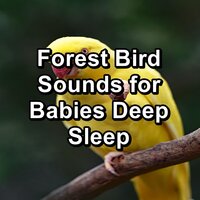 Cozy Bird Sounds Natural Sounds Loopable - Baby Sleep & White Noise for Baby Sleep & Baby Sleep Sounds