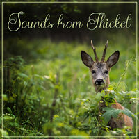 Inside the Forest - Nature Music Sanctuary