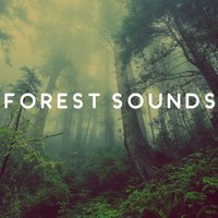 Rest in Naure - Rainforest