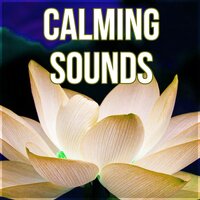 Yoga Music - Calm Music Masters