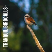 Ethereal Plumage - Sounds of the Forest