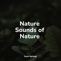 Rainy Roads - Study Zone & Rain Sound Plus & Rising Higher Meditation