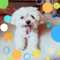 Jazz Ballad Soundtrack for Calm Hounds - Songs for Dogs to Sleep To