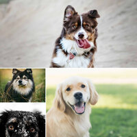 Inspiring (Dogs on Couch) - Music for Dogs Radio