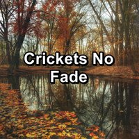 Cicadas Sounds - Relaxing Music Therapy & Crickets - Tinnitus Sleep Solution & 4D Nature Recordings