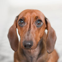 Fun Backdrops for Well Trained Dogs - Dog Music Waves