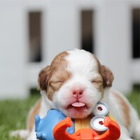 Hypnotic Relief - Pet Care Club & Music for Pets Library & Jazz Music for Dogs