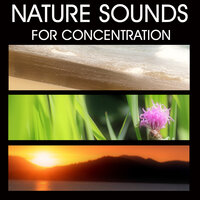 Nature Sounds from the Sea - Dolphins Voice and Songs - Nature Sounds for Concentration
