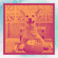Delightful Serene Puppies - Dog Music Dreams
