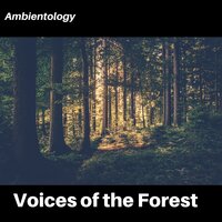 Lucid - Ambientology