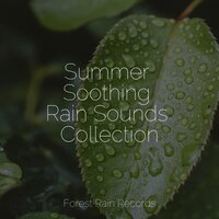 Quiet Bird Song - Sounds Of Nature Relaxation & Restaurant Background Music & Nature Sounds Nature Music