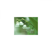 Thursday & Concentration - Mindfulness Healing BGM Project