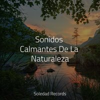 Naturaleza - Relajante & Musica Para Meditar y Relajarse & Massagem