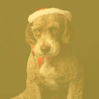 Urbane Backdrops for Doggy Rest - Music for Dog's Ears