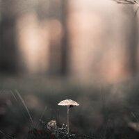 Flores Brumosas - Academia de Música para Massagem Relaxamento & Escola de Meditação & Canciones Para Niños