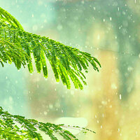 Friendly Backdrops for Tranquil Vibes - Rain and Thunder Sounds Curation