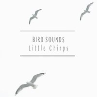 Zweeting Away - Bird Sounds