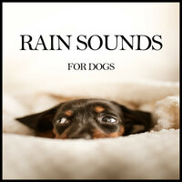Rain Sounds for Dogs, Pt. 01 - Música Relajante para Perros & Sleepy Dogs