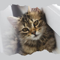 Tasteful Music for Cute Kitties - Relax My Cat
